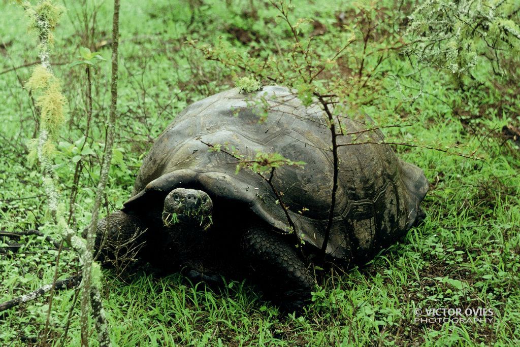 Galápago